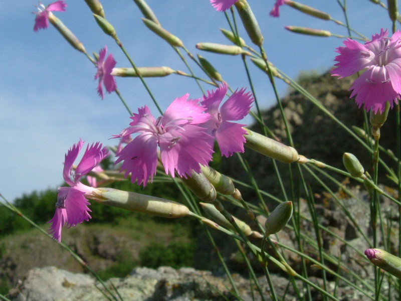 Campotrera 1 Dianthus sylvestris